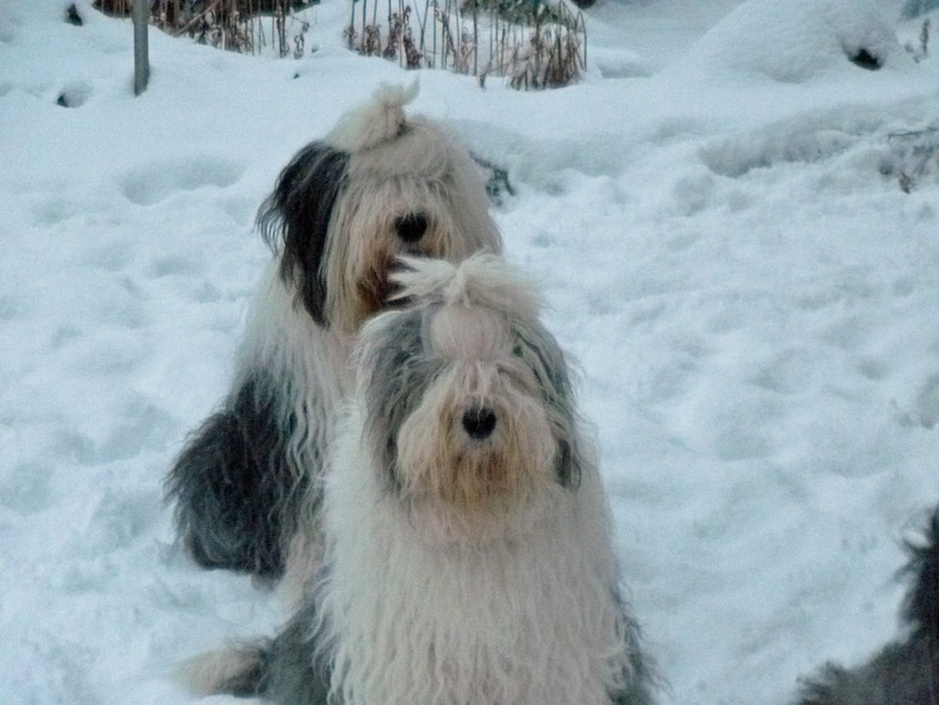 Yeti - Betty und Barney